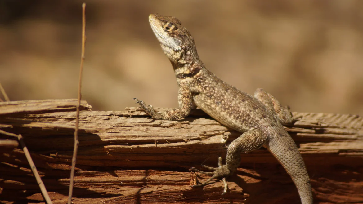 See Skydiving Salamanders Show Off Their Complex Aerial Maneuvers 1 post6