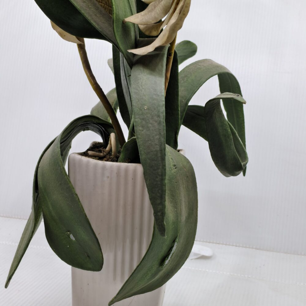 “Midnight Sun” Artificial Orchid – Aged Yellow Blooms in Ribbed Ceramic Pot 8 Artificial aged orchid décor | Yellow orchid in ceramic pot | Wabi-sabi floral arrangement | Decorative indoor plant with vintage charm