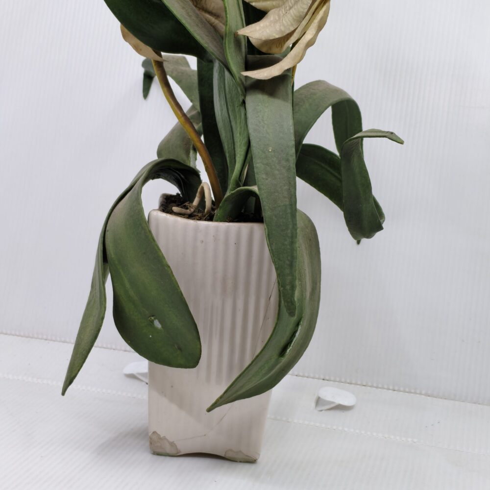 “Midnight Sun” Artificial Orchid – Aged Yellow Blooms in Ribbed Ceramic Pot 7 IMG 20251015 160216 scaled