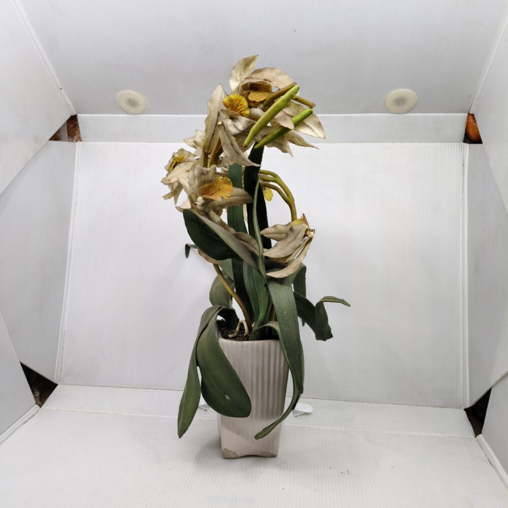 “Midnight Sun” Artificial Orchid – Aged Yellow Blooms in Ribbed Ceramic Pot 2 Artificial aged orchid décor | Yellow orchid in ceramic pot | Wabi-sabi floral arrangement | Decorative indoor plant with vintage charm