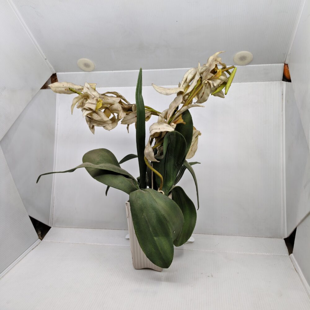 “Midnight Sun” Artificial Orchid – Aged Yellow Blooms in Ribbed Ceramic Pot 5 IMG 20251015 160228 scaled