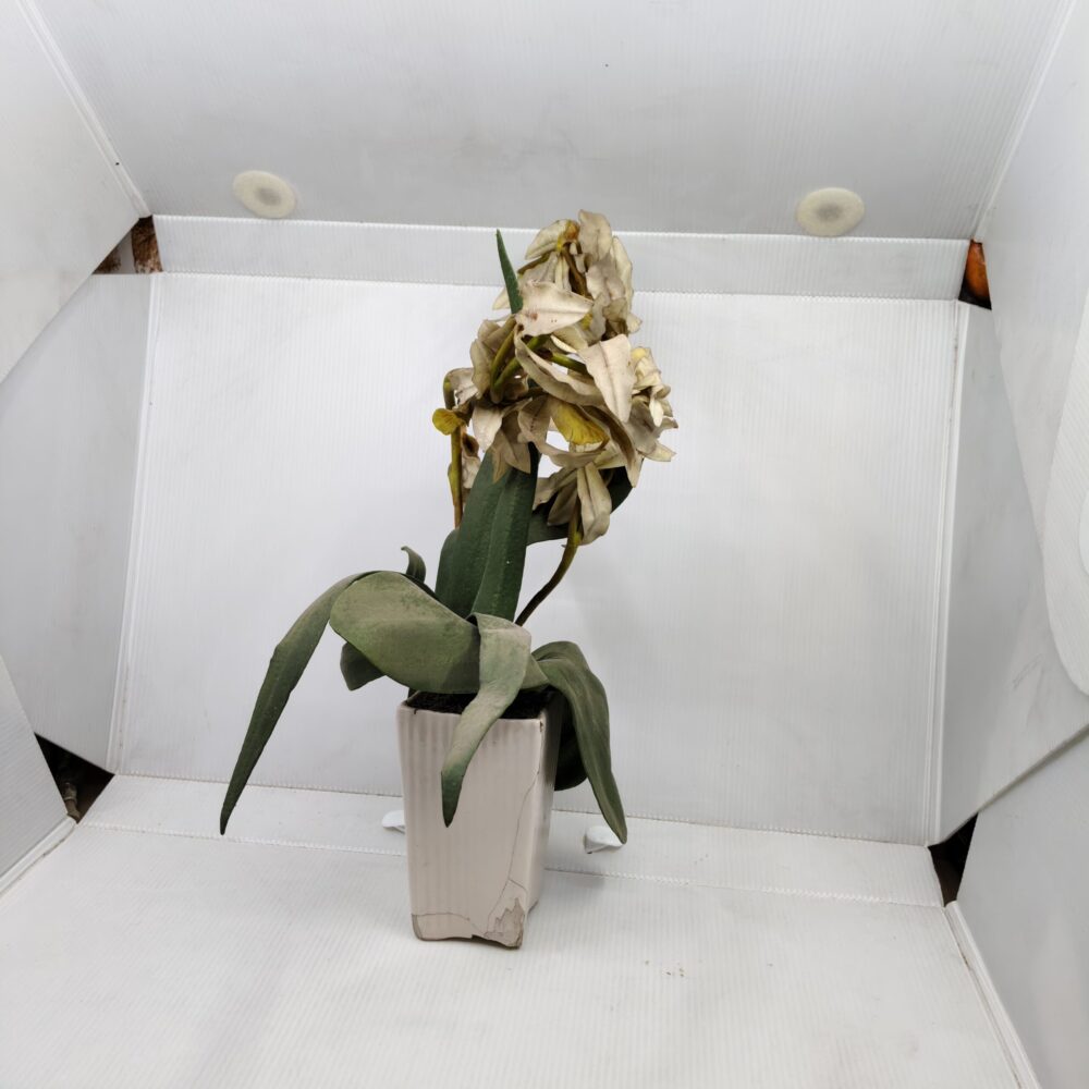 “Midnight Sun” Artificial Orchid – Aged Yellow Blooms in Ribbed Ceramic Pot 4 IMG 20251015 160234 scaled