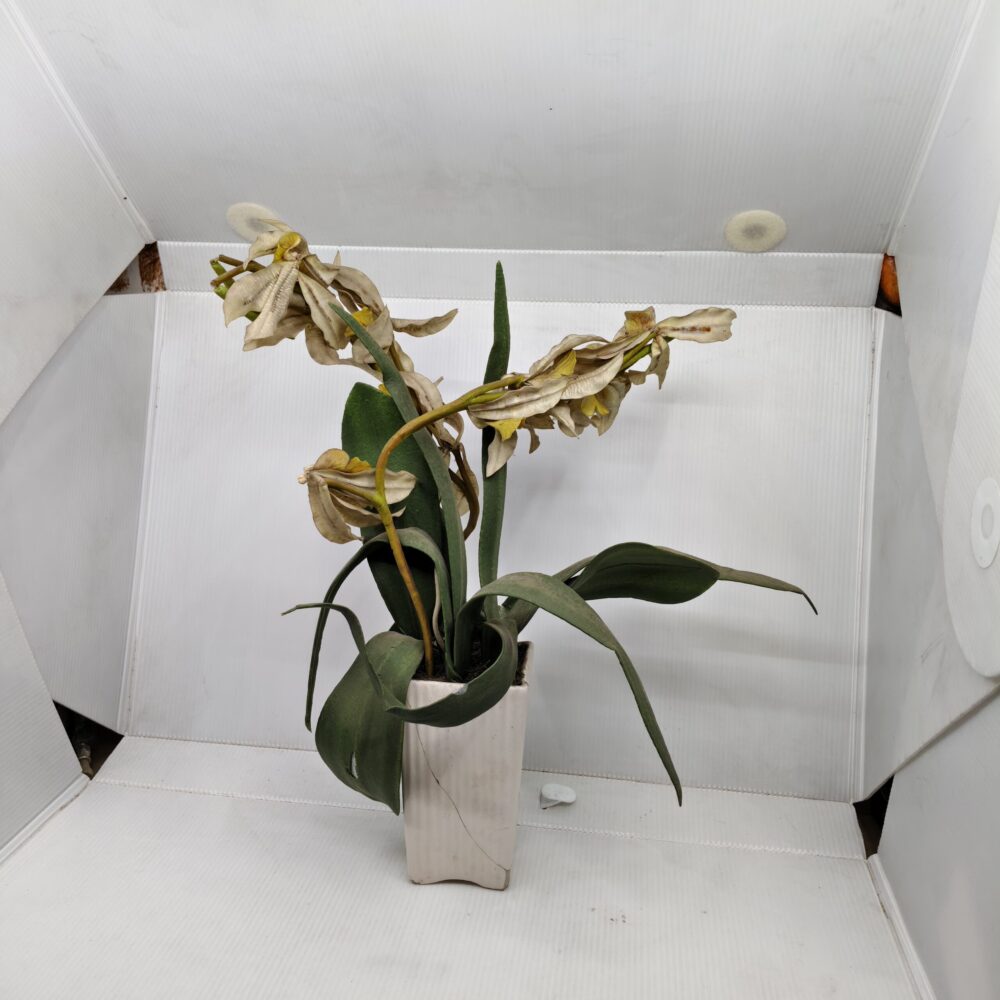 “Midnight Sun” Artificial Orchid – Aged Yellow Blooms in Ribbed Ceramic Pot 3 IMG 20251015 160239 scaled